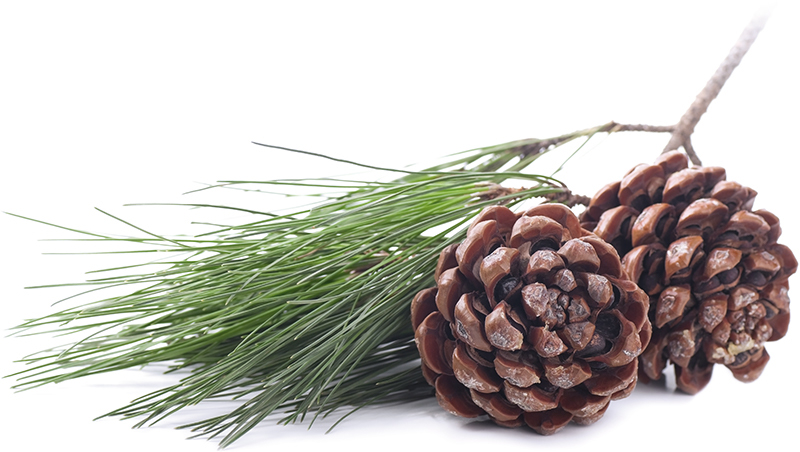 Pine cones and needles